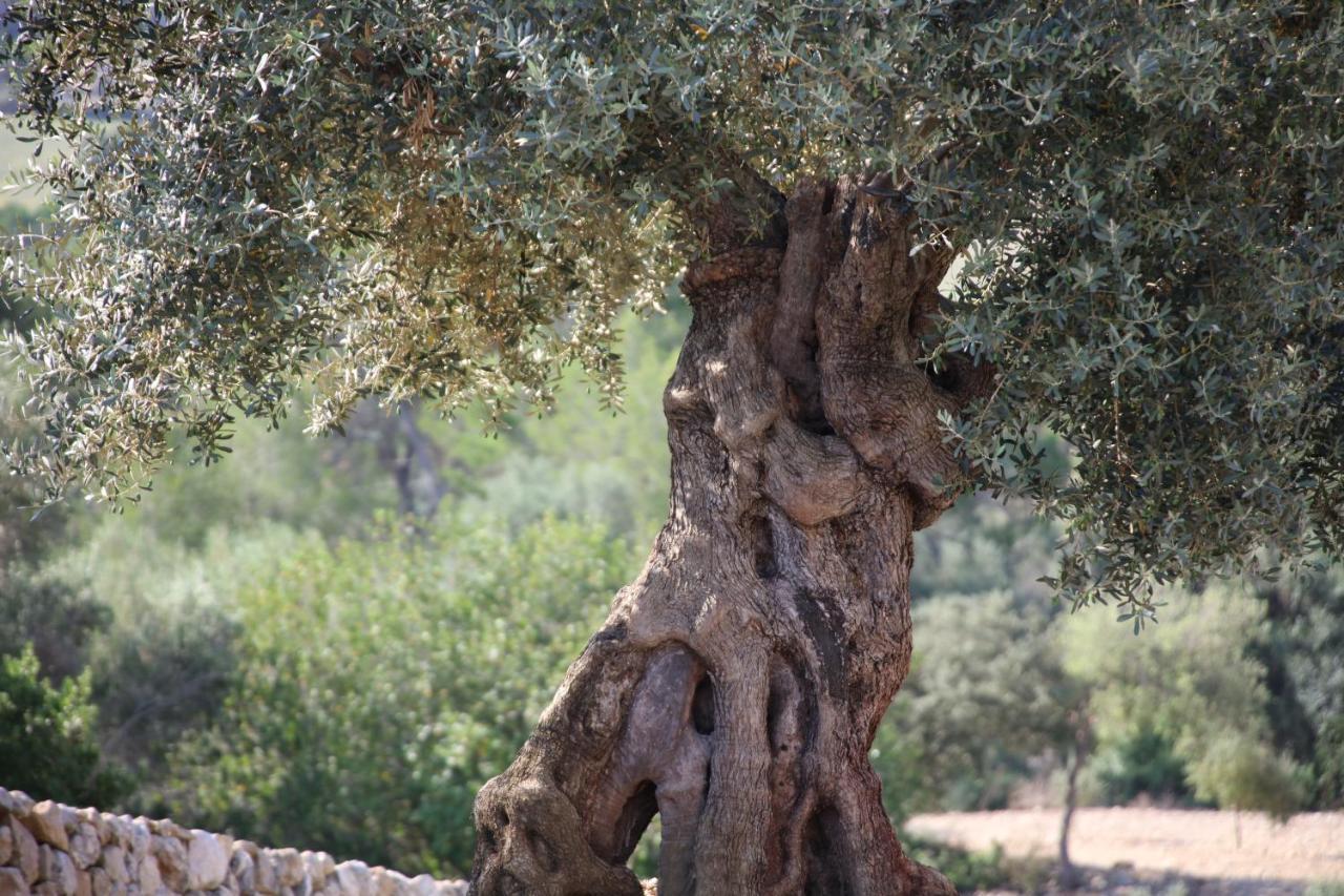 Fincahotel Treurer - Olive Grove & Grand House - Adults Only Algaida (Mallorca) Exterior foto